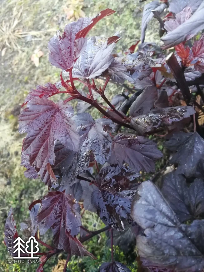Physocarpus opulifolius   ALL BLACK = 'Minall2'